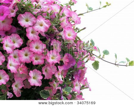 Pink Petunias