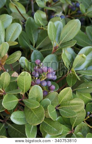 Rhaphiolepis Umbellate Branch With Blue Fruit In Daylight