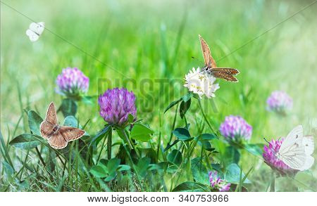 Field Of Blooming Raspberry Clovers Trifolium Incarnatum In Spring Rural Landscape. Butterfly Fly Ov