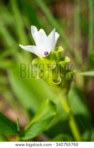 Beautiful White Saim Tulip In Saithong, National Public Park In Chaiyaphum, Thailand