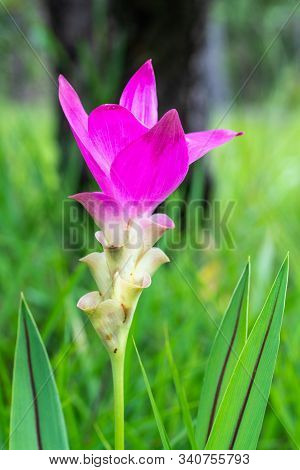 Beautiful Pink Saim Tulip In Saithong, National Public Park In Chaiyaphum, Thailand