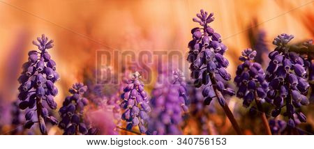 Blue Muskari. Magnificent Blossoming Against The Background Of A Garden. Thickets Of A Mouse Hyacint