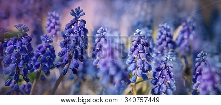 Blue Muskari. Magnificent Blossoming Against The Background Of A Garden. Thickets Of A Mouse Hyacint