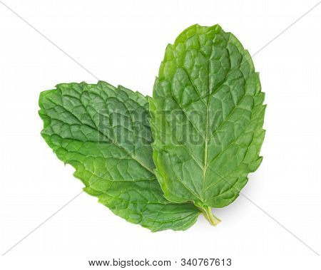 Fresh Mint Leave Isolated On White Background