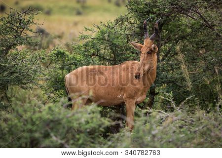 Alcelaphus Buselaphus In The Green African Savannah