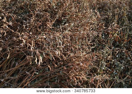 Pigeon Pea Crop In Farm Field Field