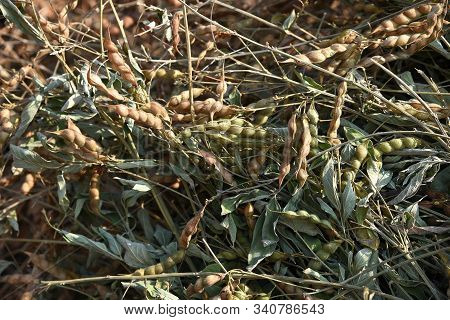 Pigeon Pea Crop In Farm Field Field