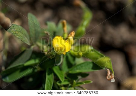 Pigeon Pea Crop In Farm Field Field