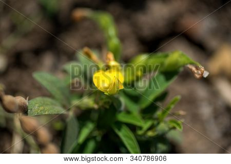 Pigeon Pea Crop In Farm Field Field