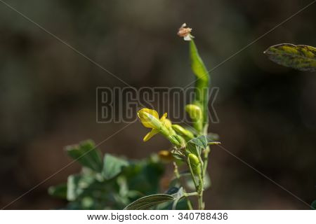 Pigeon Pea Crop In Farm Field Field