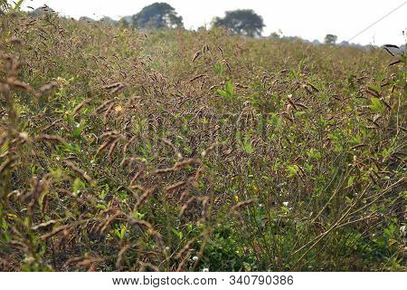 Pigeon Pea Crop In Farm Field Field