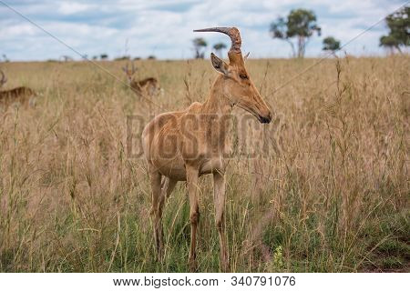 Alcelaphus Buselaphus In The Green African Savannah