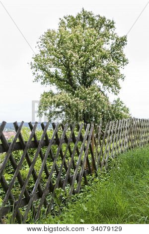 Strom na plot