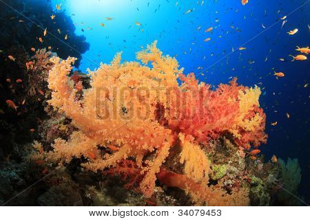 Dendronephtya Soft Corals on a reef in the Red Sea with Tropical Fish