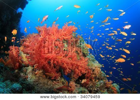 Dendronephtya Soft Corals on a reef in the Red Sea with Tropical Fish
