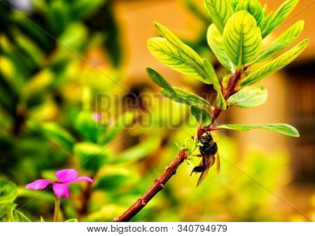 Indian Wasp On A Hiptage Benghalensis Branch