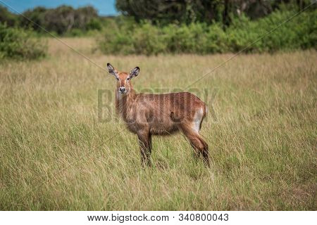 The Water Goat Kobus Ellipsiprymnus Defassa Is A Large And Strong Antelope