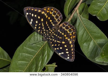 Dark Archduke Butterfly, Lexias Dirtea At Garo Hills In Meghalaya, India