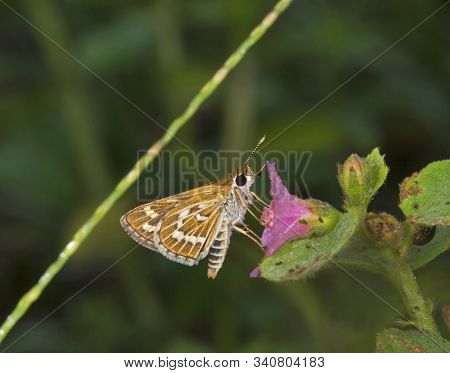 Common Grass Dart Butterfly, Taractrocera Maevius At Garo Hills In Meghalaya, India