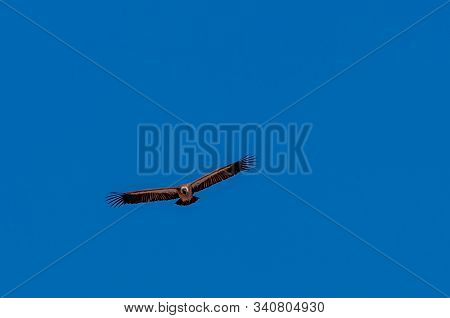 A White-headed Vulture -trigonoceps Occipitalis- Circling Over Etosha National Park, Namibia.