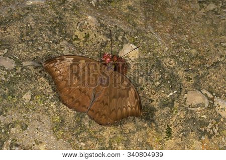 Plain Earl, Tanaecia Jahnu Butterfly At Garo Hills In Meghalaya, India