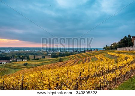 Autumn Sunset In The Vineyards Of Collio Friulano
