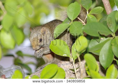 The Sciuridae On Tree. Squirrel, Rodent Mammals