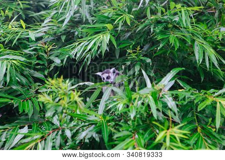 Ring-tailed Lemur Family On The Grass.