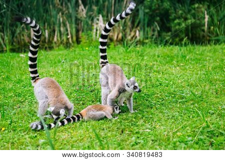 Ring-tailed Lemur Family On The Grass.