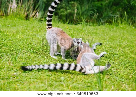 Ring-tailed Lemur Family On The Grass.