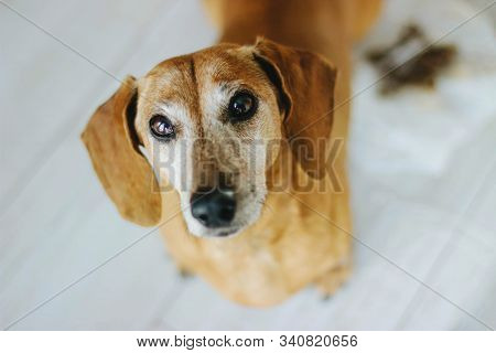 Red Dog Breed Dachshund. Close Up. Gray-haired Adult Dog. Hunting Dog. Portrait Of A Pet. Selective 