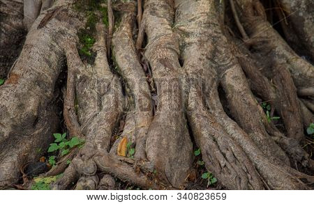 Tree Root Texture - Large And Fibrous Tree Roots