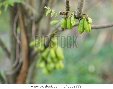 Averrhoa Bilimbi, Oxalidaceae, Bilimbi, Bilimbing, Cucumber Tree Green Fruit
Concave Is A Shallow 4 