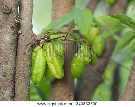Averrhoa Bilimbi, Oxalidaceae, Bilimbi, Bilimbing, Cucumber Tree Green Fruit
