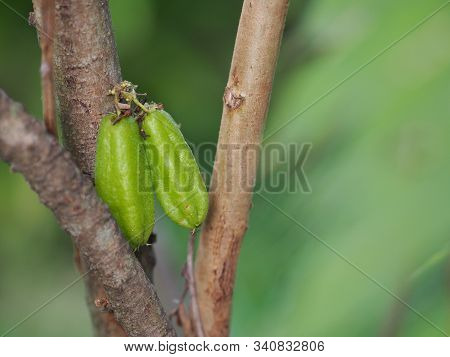 Averrhoa Bilimbi, Oxalidaceae, Bilimbi, Bilimbing, Cucumber Tree Green Fruit