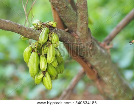Averrhoa Bilimbi, Oxalidaceae, Bilimbi, Bilimbing, Cucumber Tree Green Fruit
Concave Is A Shallow 4 