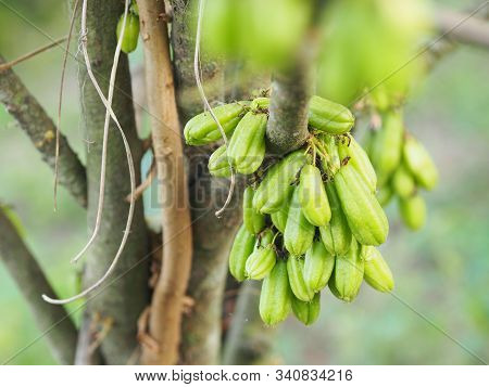 Averrhoa Bilimbi, Oxalidaceae, Bilimbi, Bilimbing, Cucumber Tree Green Fruit
