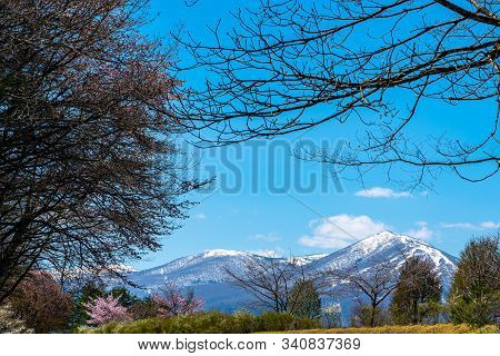 Beauty Nature View, Snowcapped Mountain Range In Background, Forest And Green Grassland In Foregroun
