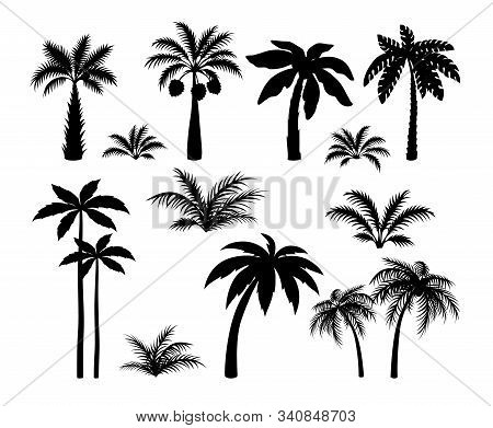 Silhouette Palm Trees. Set Tropical Black Jungle Plants Illustration. Vector Isolated Image Silhouet