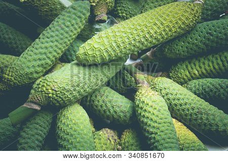Monstera Deliciosa A Mix Of Pineapple And Banana