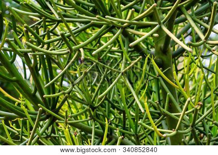 Organic plant texture, green branches at sunset