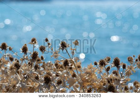 Dry Thistle On Blurred Blue Sea Background