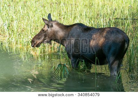 Moose (alces Alces), Image Was Taken In Jasper National Park, Alberta, Canada