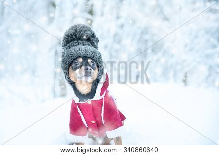 Dog In A Funny Knitted Hat With A Huge Pumpon In The Winter Forest, A Space For Text, Concept  Warm 