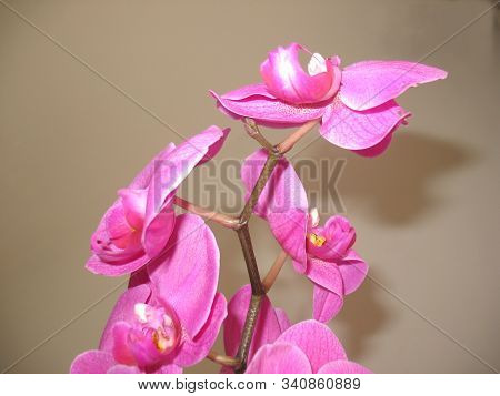 Petals Of A Blooming Purple Orchid. Macro
