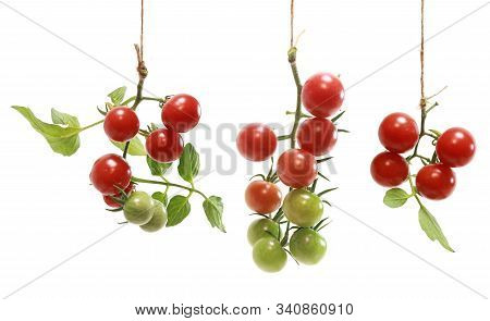Harvested Cherry Tomatos On The Vine Hang From Twine Isolated Over A White Background In A Studio Ph
