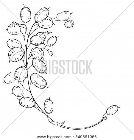 Vector Corner Bunch Of Outline Lunaria Or Honesty Or Moonwort Dried Flowers In Black Isolated On Whi