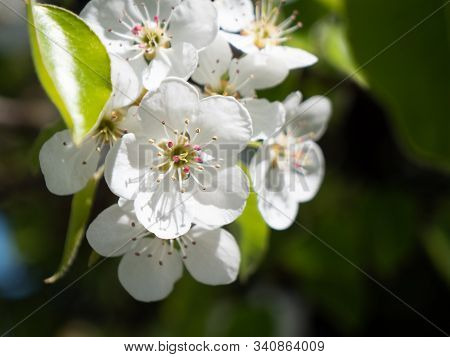 White Cherry Blossom Close Up - Romantic Flower Of Cherry Tree Background