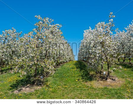 Cherry Plantation Covered With White Blossoms, Cherry Trees Planted In Rows