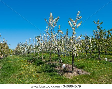 Cherry Plantation Covered With White Blossoms On The Scharten Cherry Blossom Hiking Trail